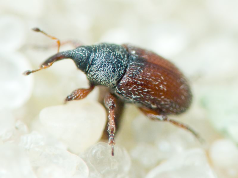 Mecinus plantaginis (Eppelsheimer, 1875)